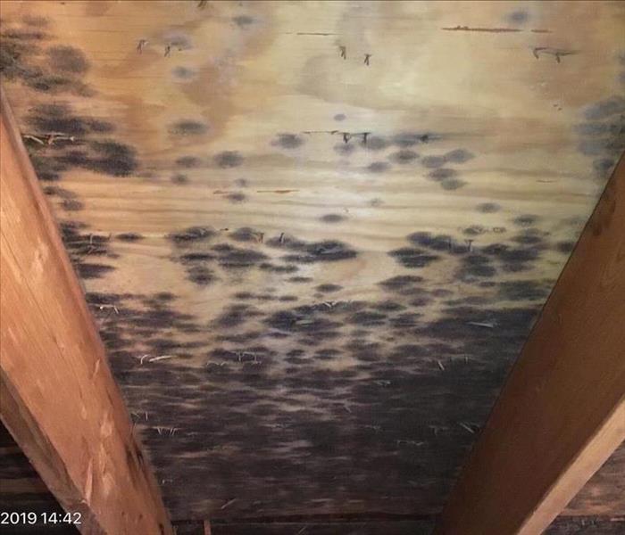 Attic wood framing covered in mold