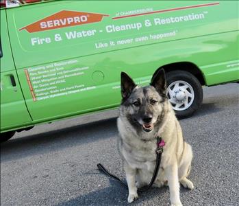A brown and black female dog in front of the SERVPRO Van